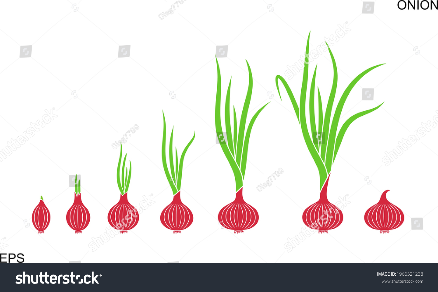 Crop Stages Of Onion Growing Onion Plants Royalty Free Stock Vector