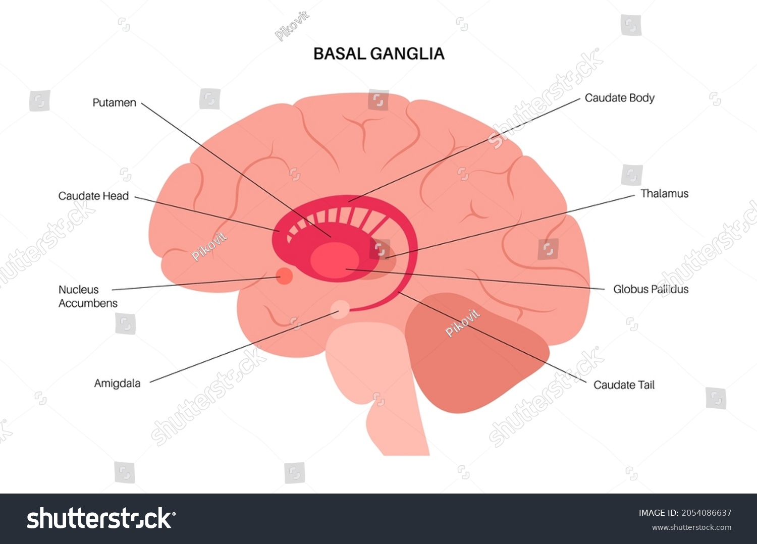 Basal Ganglia And Limbic System Concept Human Royalty Free Stock