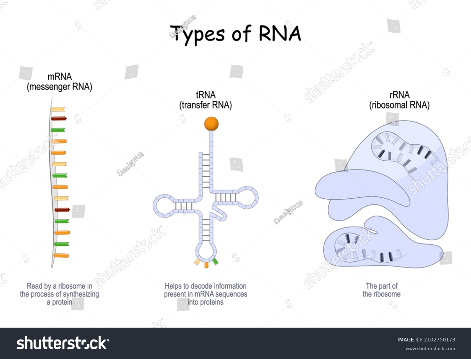 Types Of RNA TRNA For Transfer That Helps To Royalty Free Stock