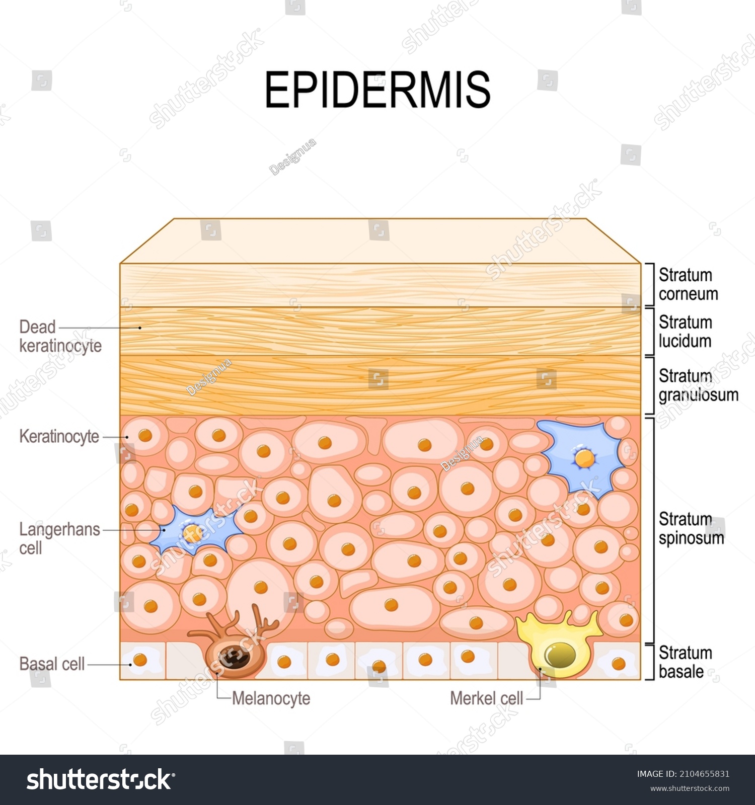 Layers Of Epidermis Epithelial Cells Royalty Free Stock Vector