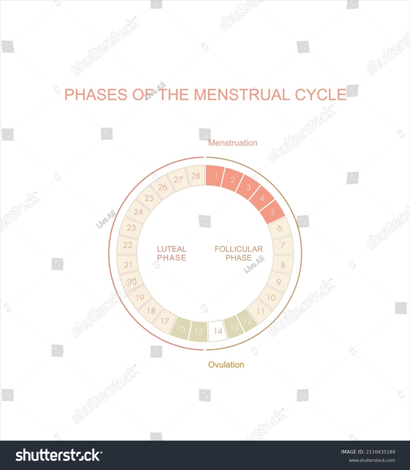 Menstrual Cycle Chart The Four Main Phases Royalty Free Stock