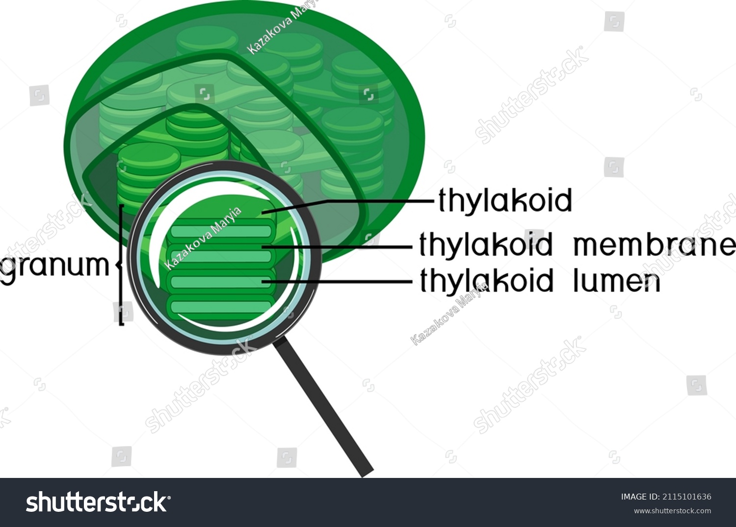 Internal Structure Of Chloroplast With Royalty Free Stock Vector