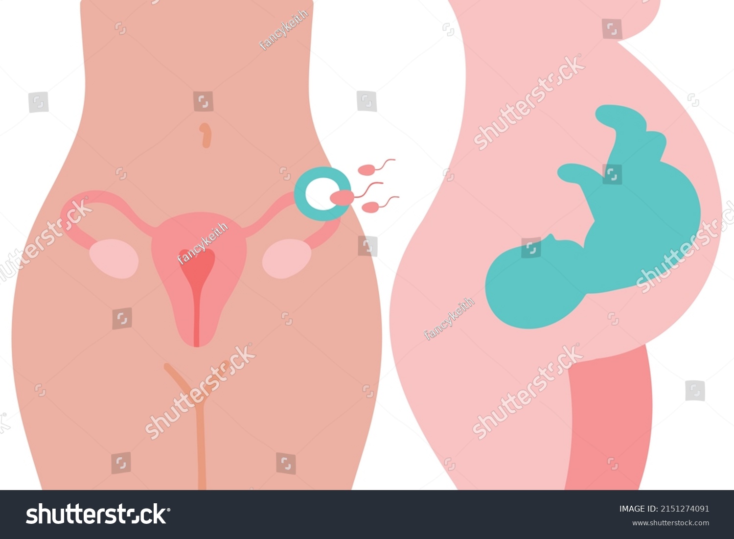 Uterus Sperm Insemination Fertilization In Royalty Free Stock