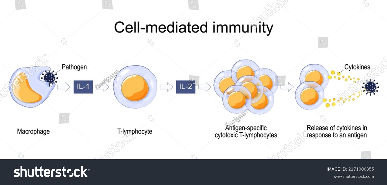 Immune Response Cell Mediated Immunity Royalty Free Stock Vector