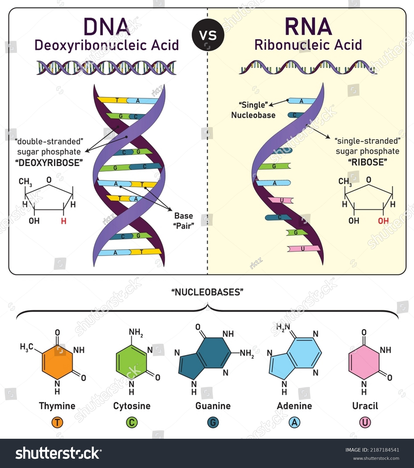 DNA Vs RNA Differences And Similarities Of Royalty Free Stock Vector