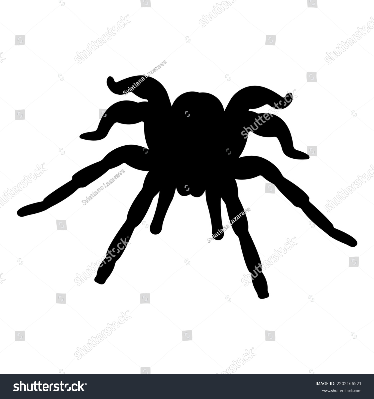 Silhouette Of Black Spider Spider Close Up Royalty Free Stock Vector