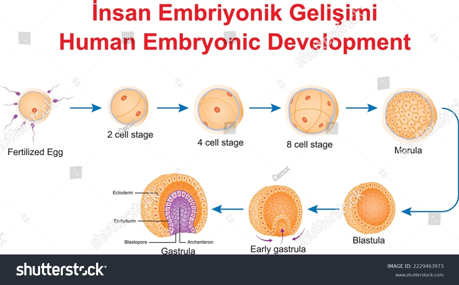 Human Embryonic Development Education Royalty Free Stock Vector