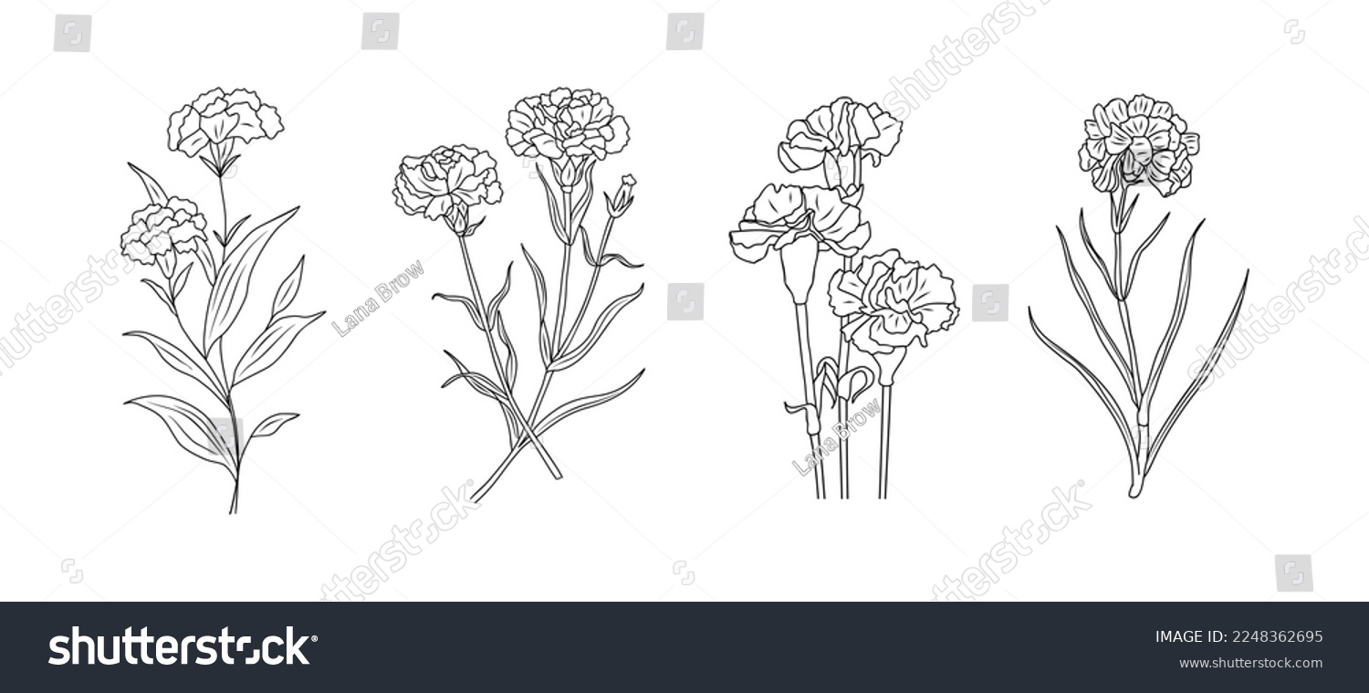 Birth Month Flower Line Art Vector Illustrations Royalty Free Stock