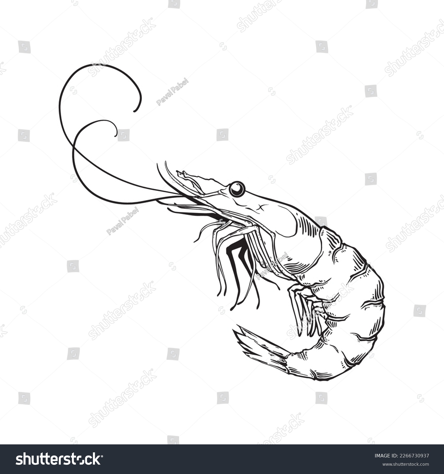 Large Shrimp Sketch Hand Drawn Prawn In Royalty Free Stock Vector