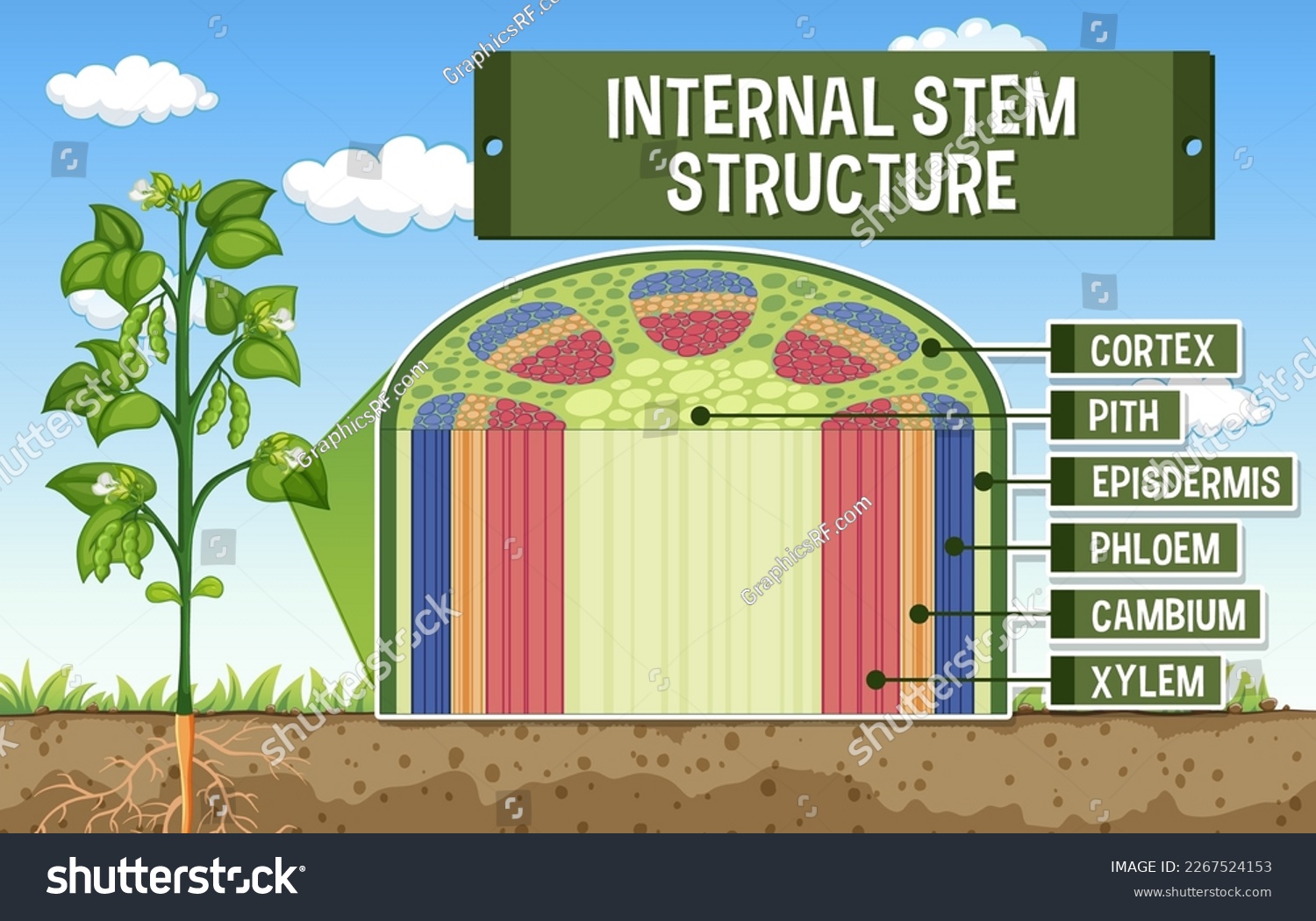 Internal Structure Of Stem Diagram Illustration Royalty Free Stock