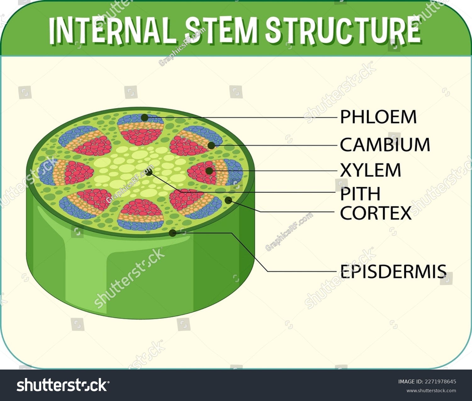 Internal Structure Of Stem Diagram Illustration Royalty Free Stock