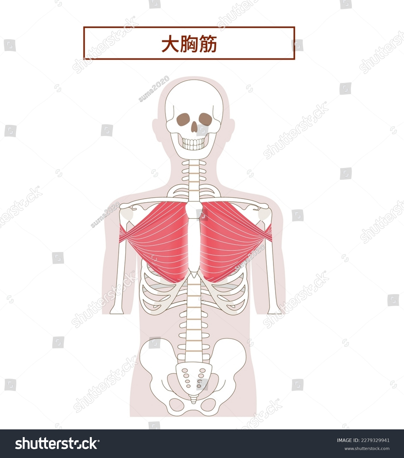 Anatomy Of The Pectoralis Major Muscle Translate Royalty Free Stock