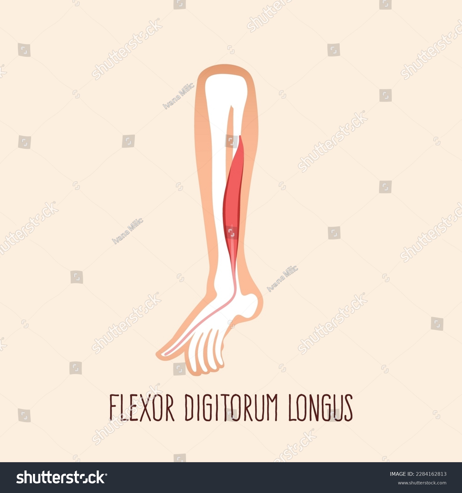 Flexor Digitorum Longus Muscle Anatomy Vector Royalty Free Stock Vector Avopix