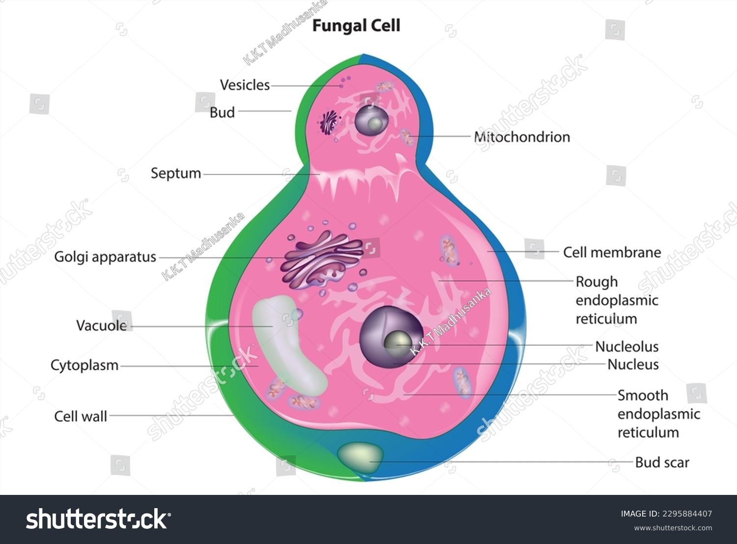 Biological Anatomy Of Fungal Cell Royalty Free Stock Vector