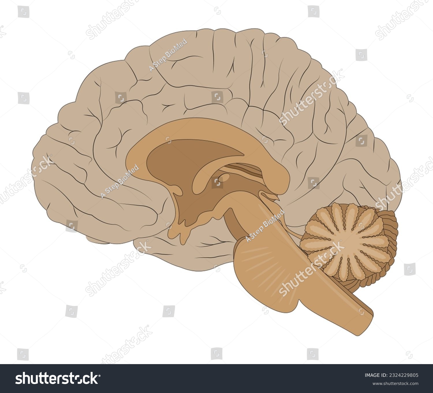 The Medial Surface Of The Brain Royalty Free Stock Vector