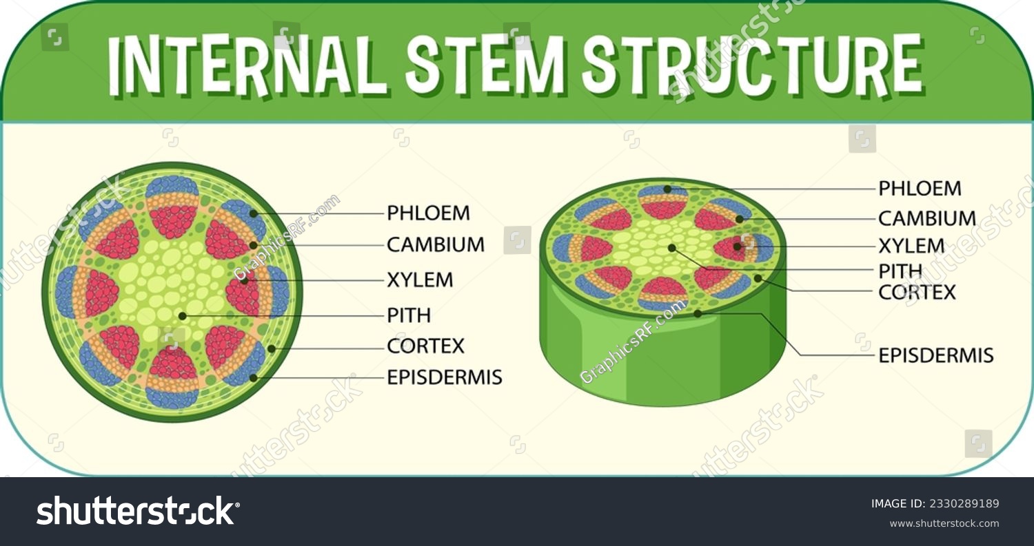 Internal Structure Of Stem Diagram Illustration Royalty Free Stock