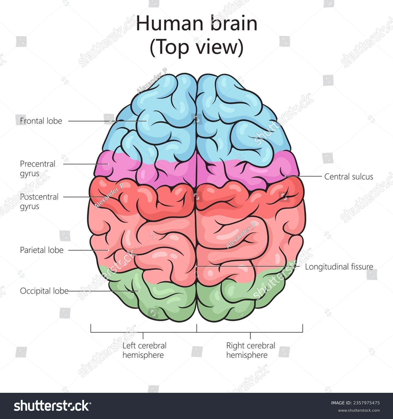 Human Brain Structure Top View Diagram Schematic Royalty Free Stock