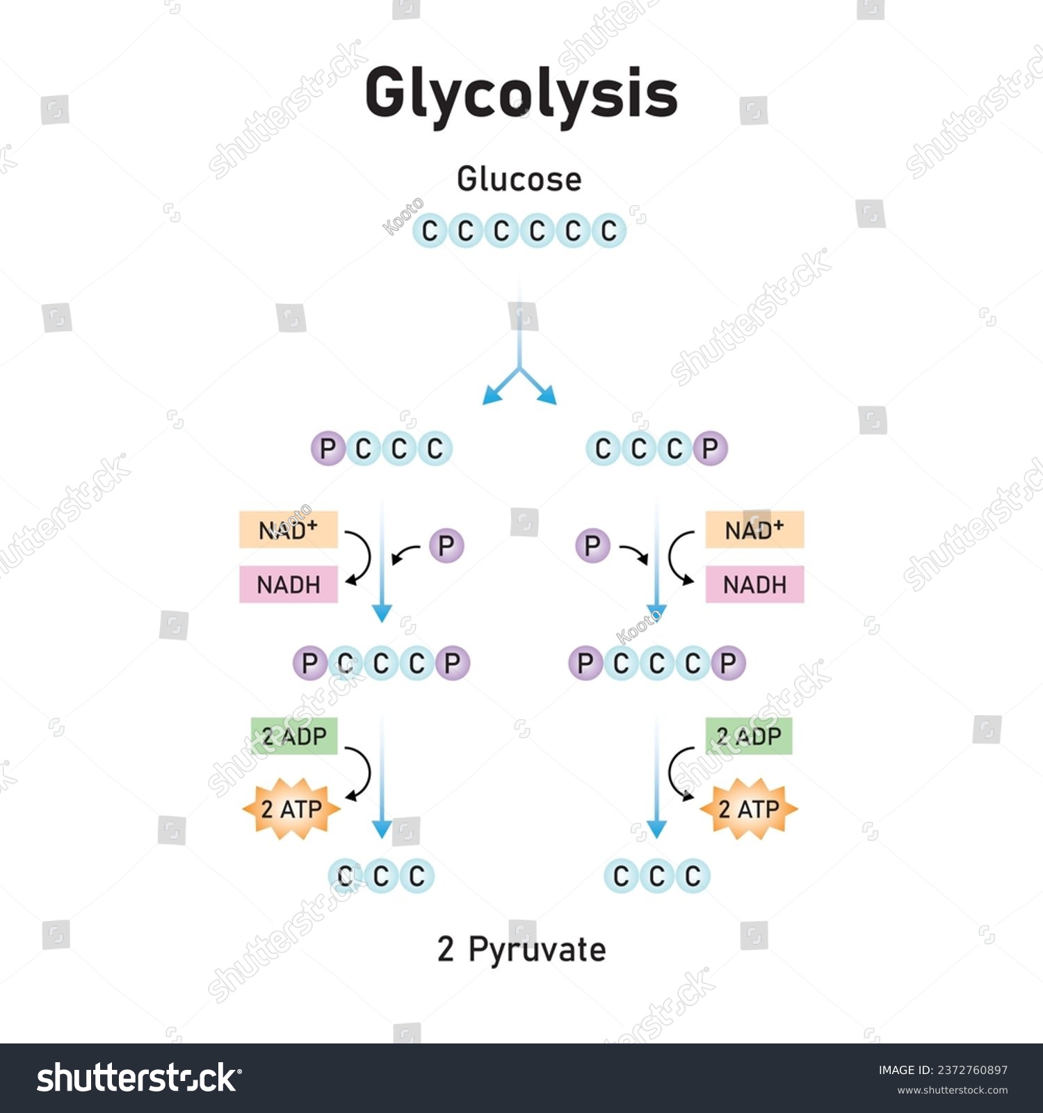 Glycolysis Pathway Scientific Design Vector Royalty Free Stock