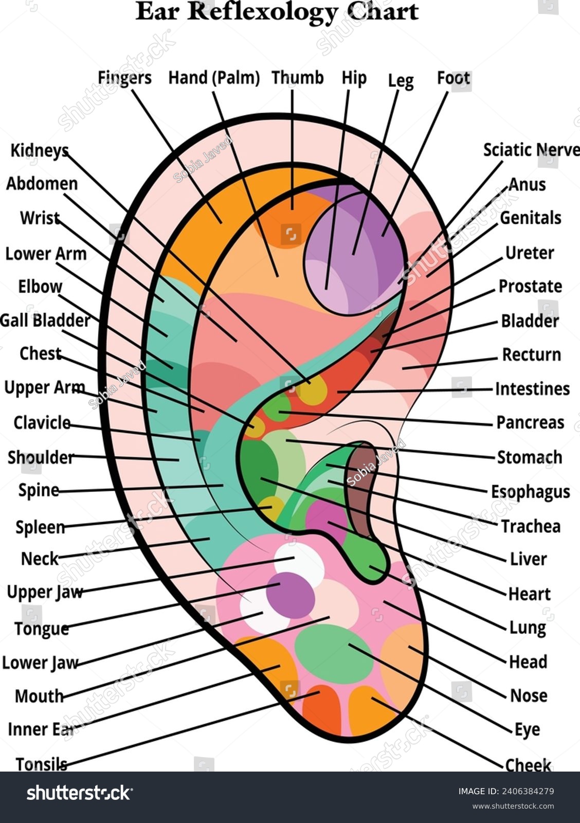 Ear Reflexology Chart Ear Mapping With Royalty Free Stock Vector