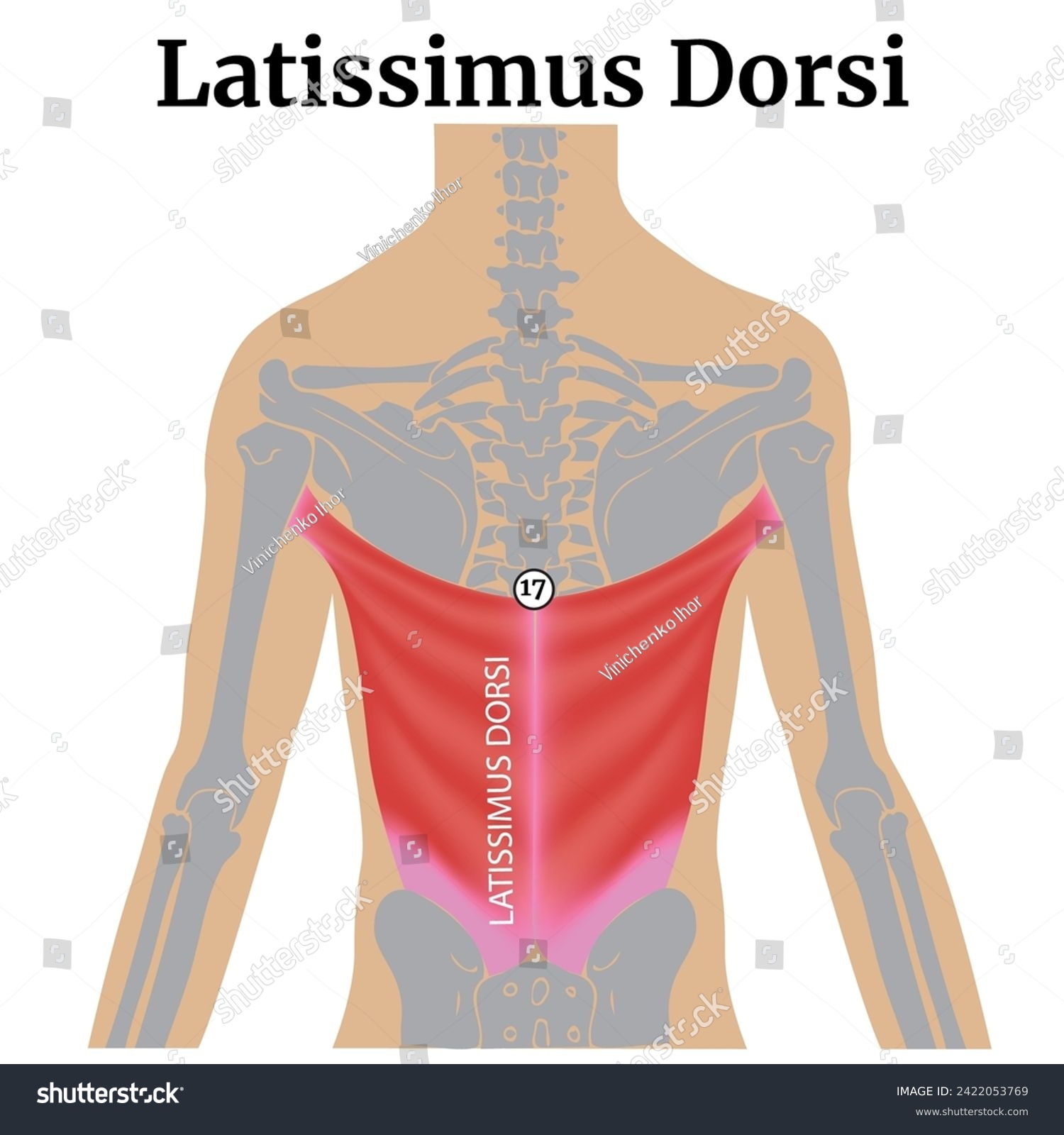 Latissimus Dorsi Anatomy Of The Back Muscles Royalty Free Stock