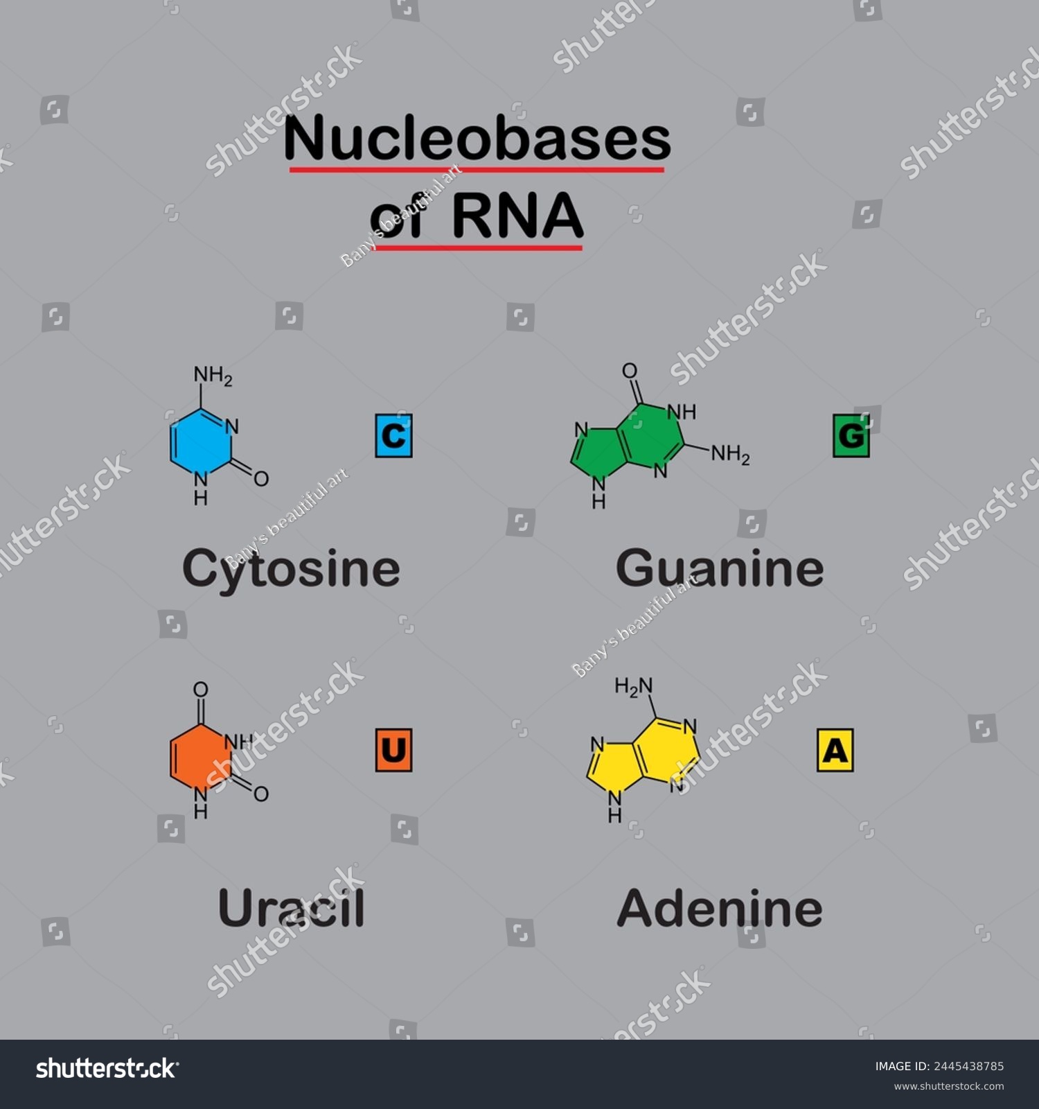 Nucleobases OF RNA Structure Diagram Molecular Royalty Free Stock