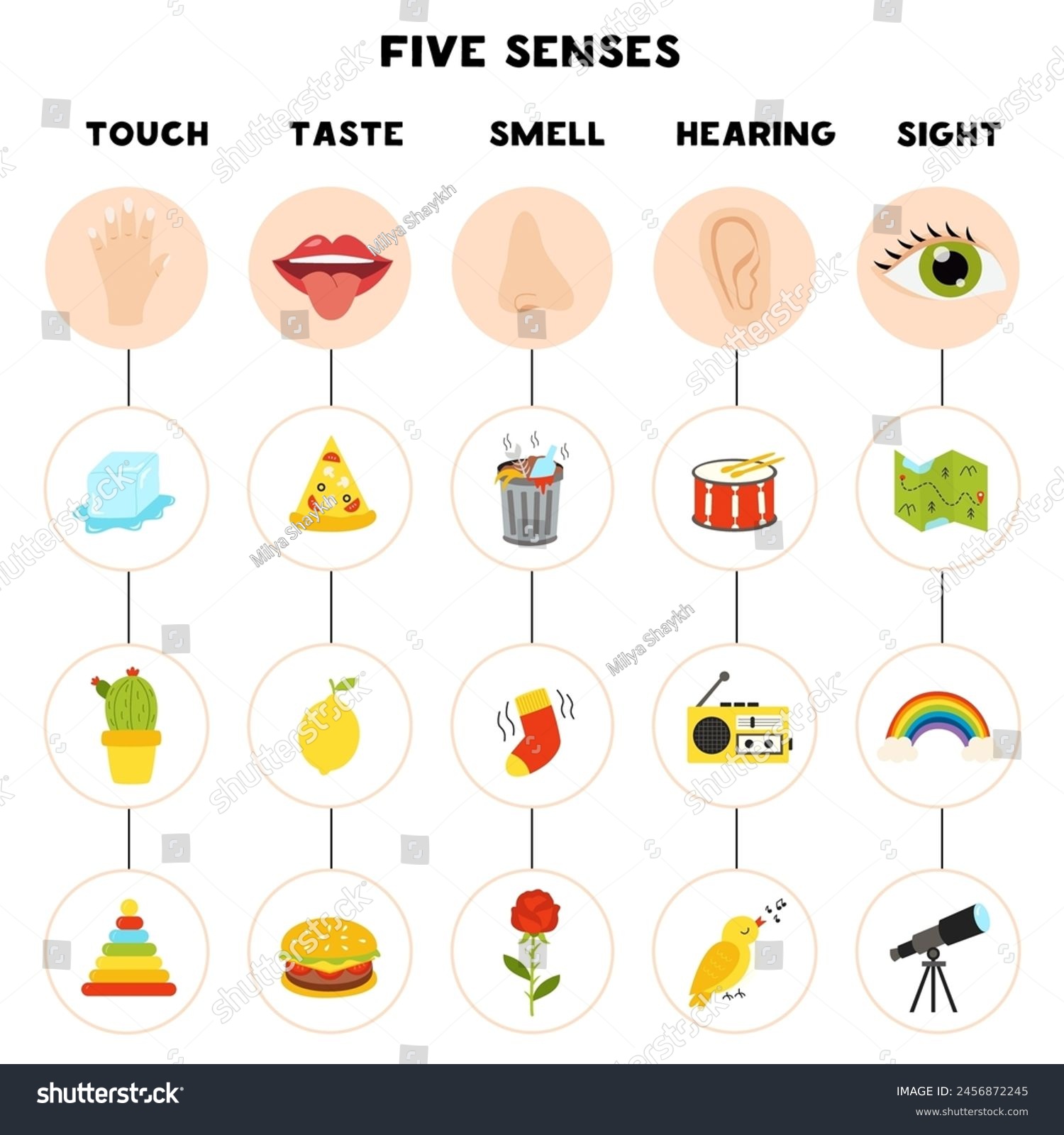 Five Senses Organs Vector Illustration Sight Royalty Free Stock