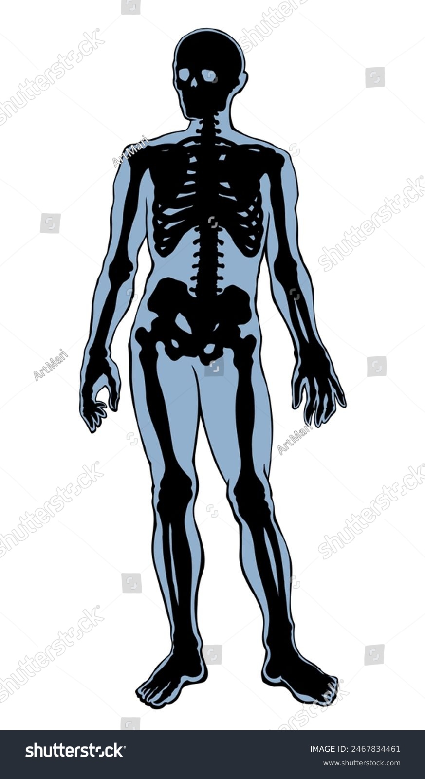 Human Skeleton Vector Schematic Drawing Royalty Free Stock Vector