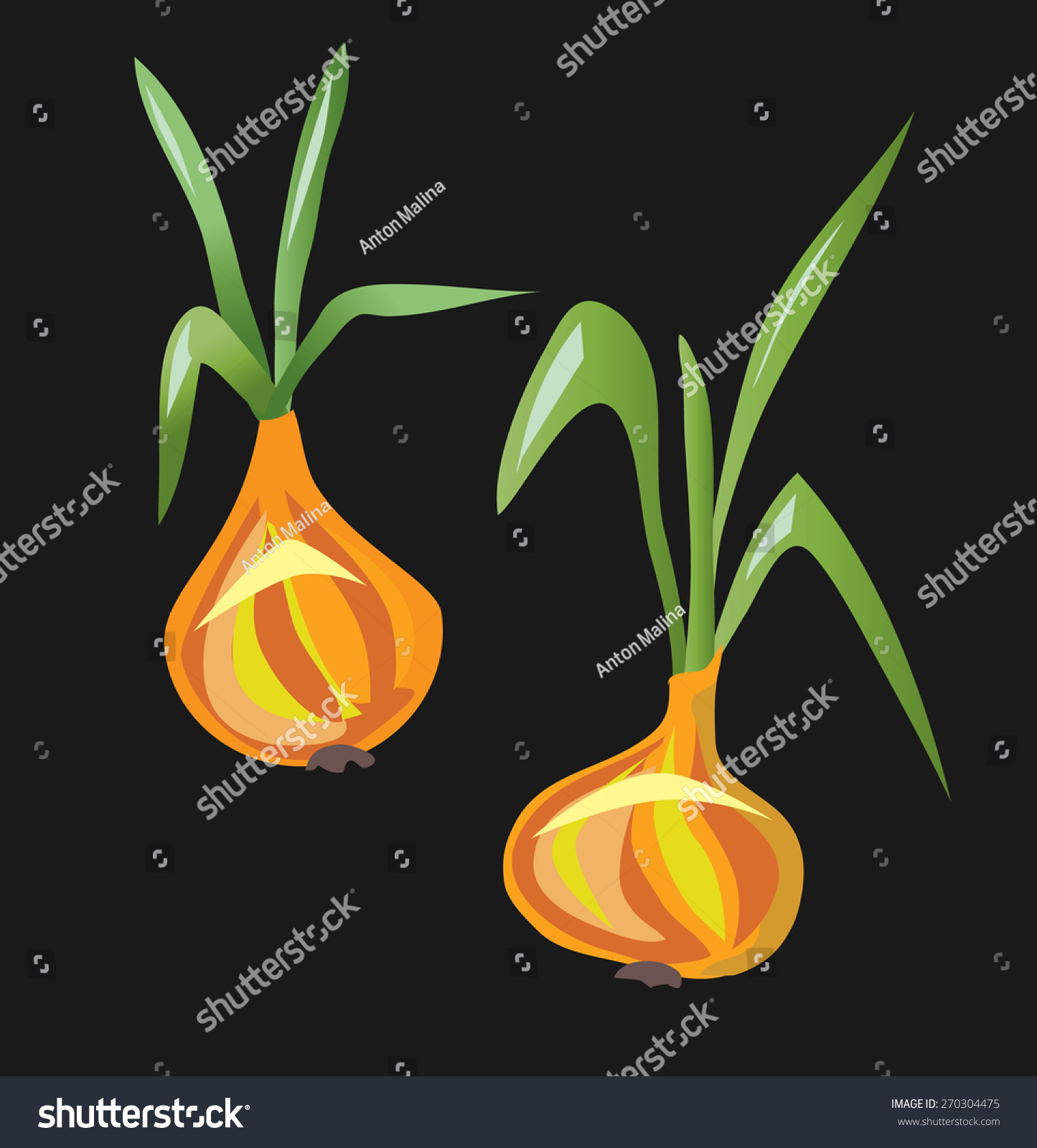 Onion Isolated Vector Illustration Organic Royalty Free Stock