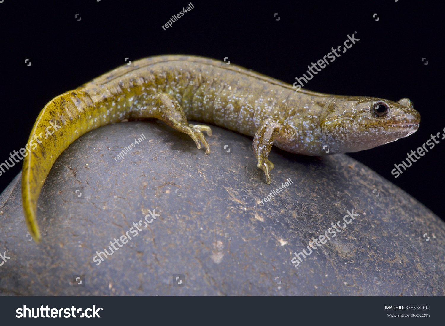 Oita Salamander Alchetron The Free Social Encyclopedia