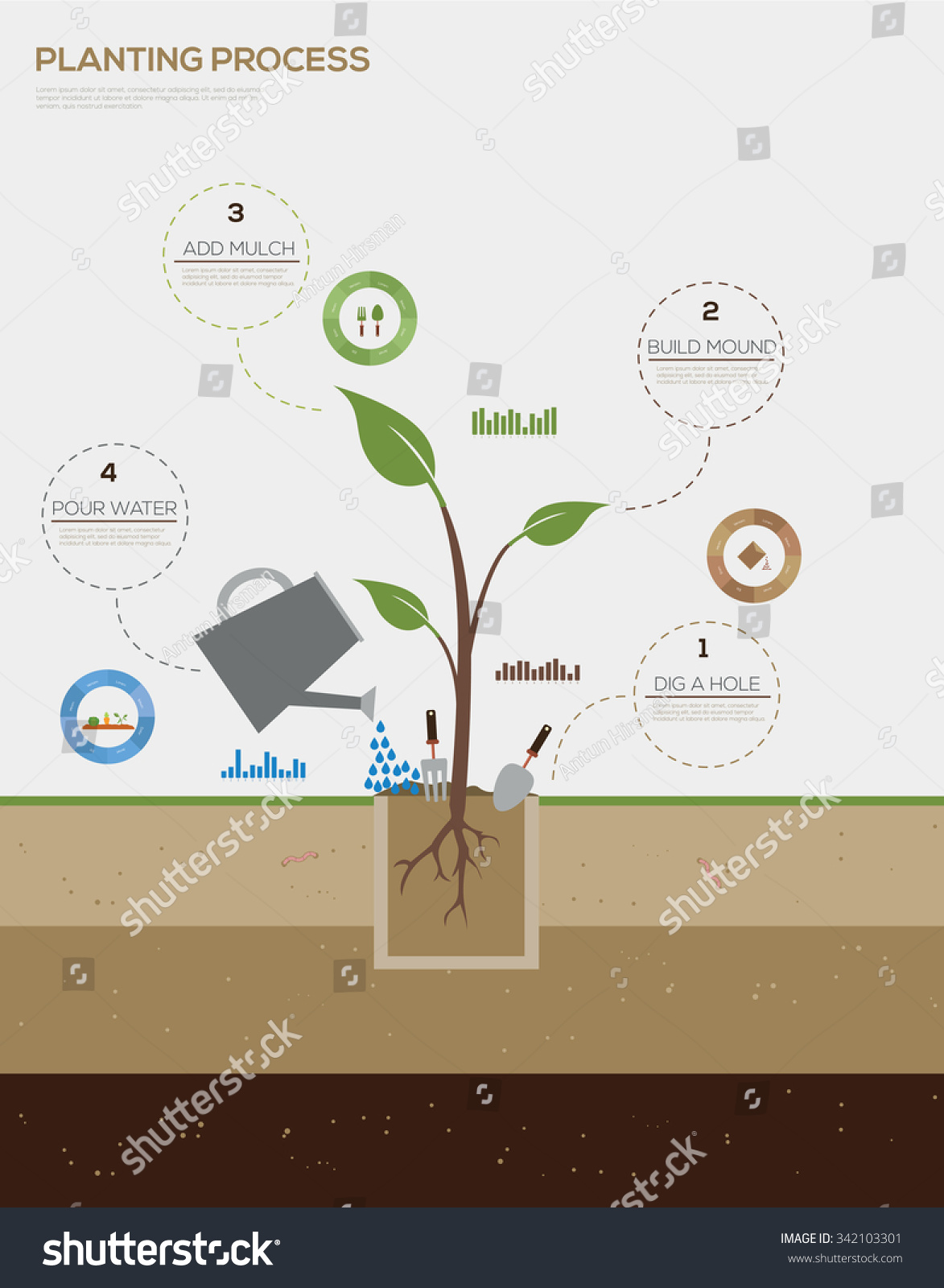 Infographic Of Planting Tree Process Flat Design Royalty Free Stock