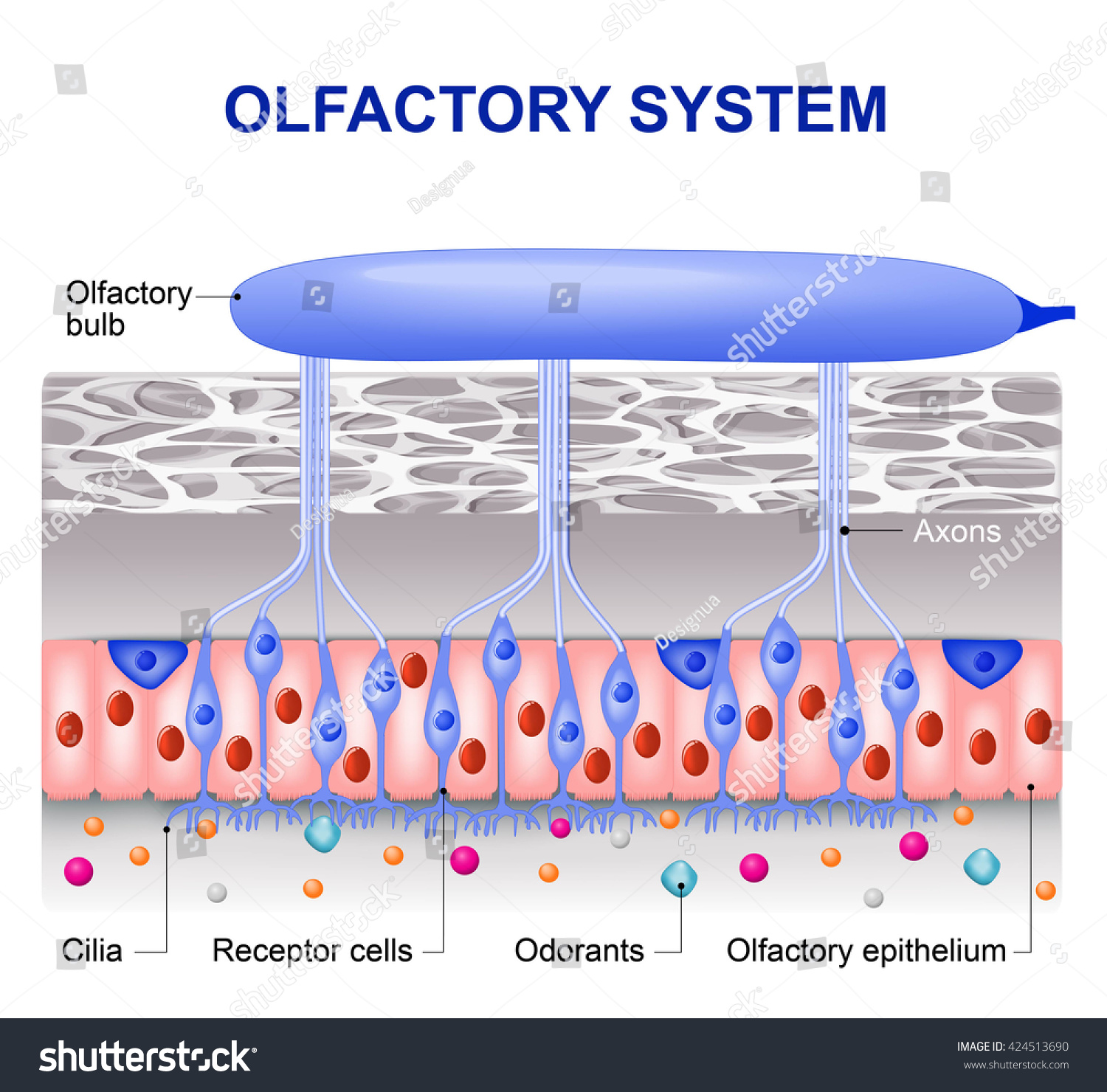 Olfactory System Inside The Human Head Royalty Free Stock Vector