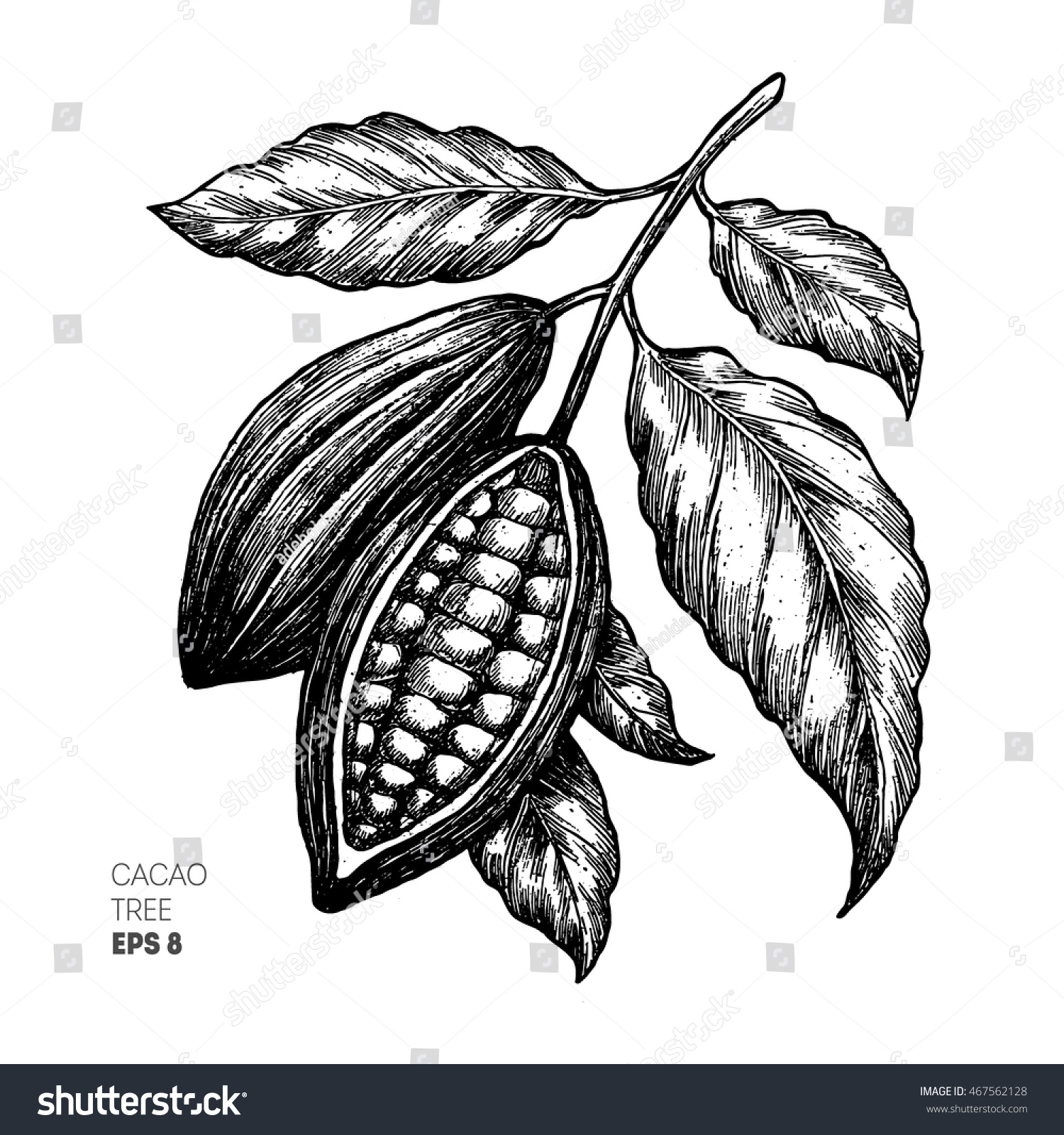 Cocoa Beans Illustration Engraved Style Royalty Free Stock Vector