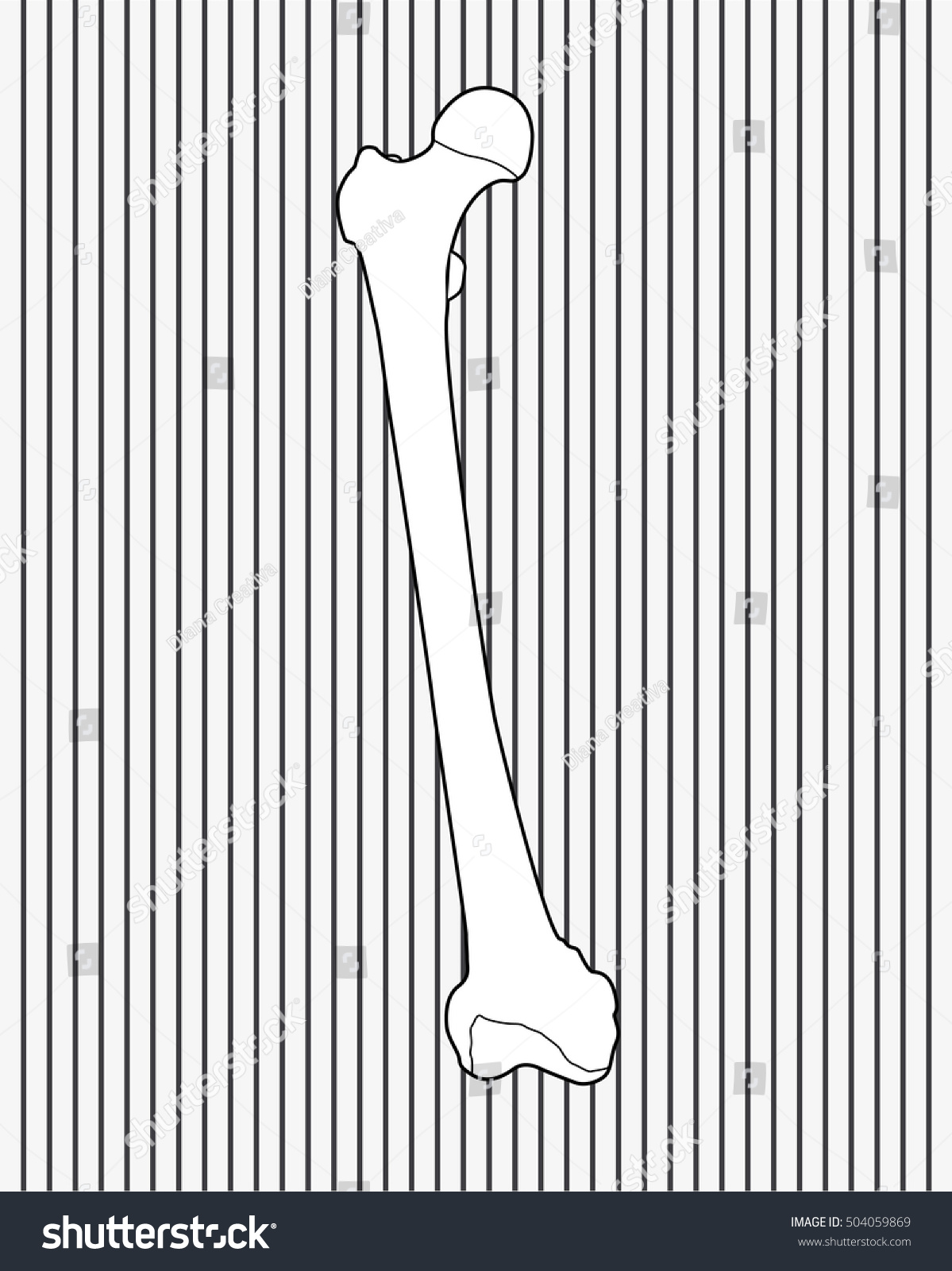 Femur Bone Royalty Free Stock Vector Avopix