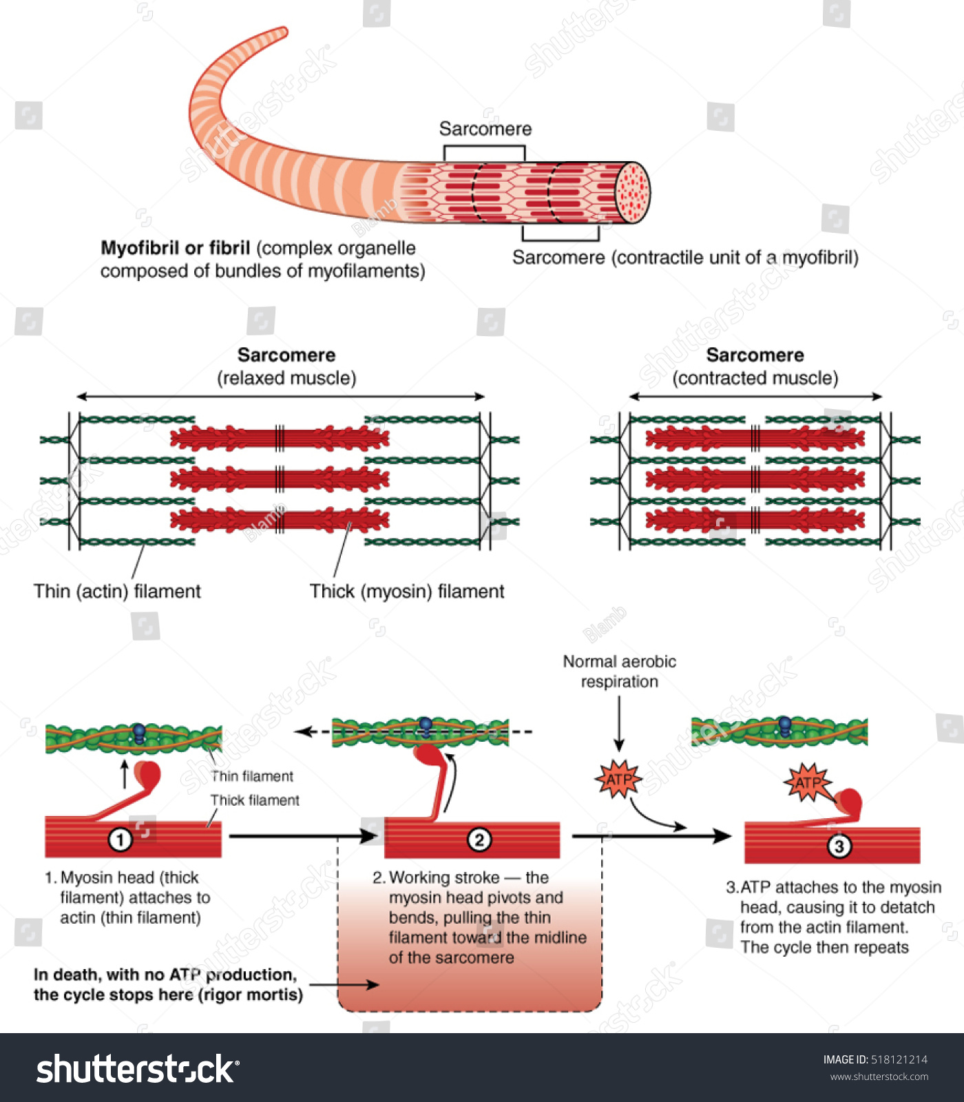 Detail Of A Muscle Sarcomere Showing Thin And Royalty Free Stock