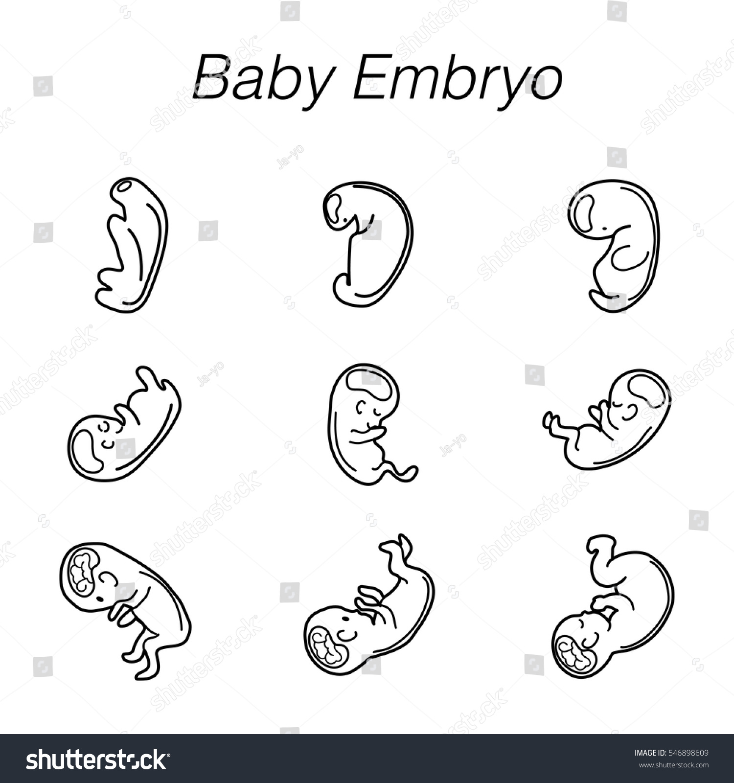 Human Embryonic Development Vector Royalty Free Stock Vector Avopix