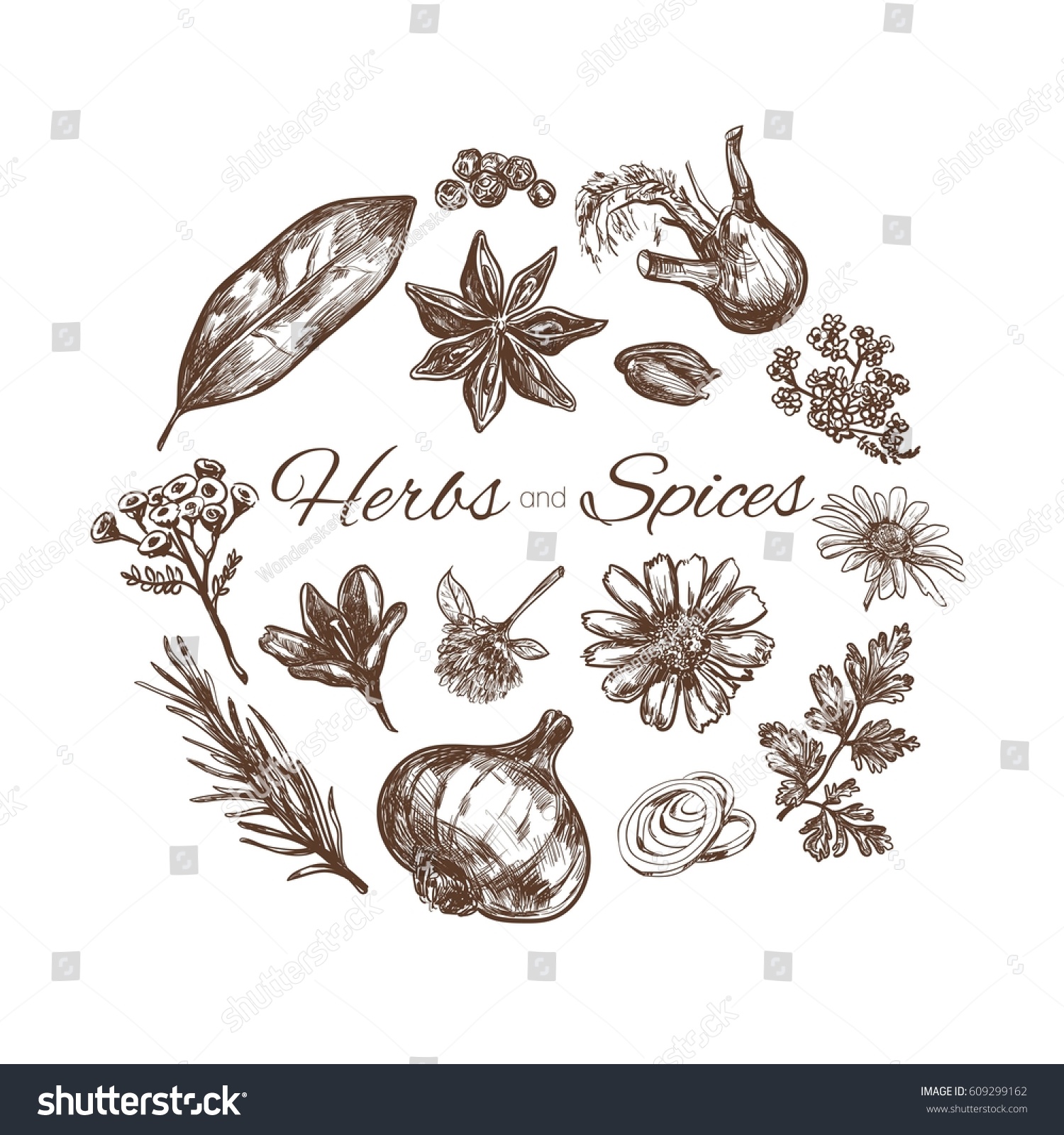 Herbs And Spices Vector Hand Drawn Concept Royalty Free Stock Vector