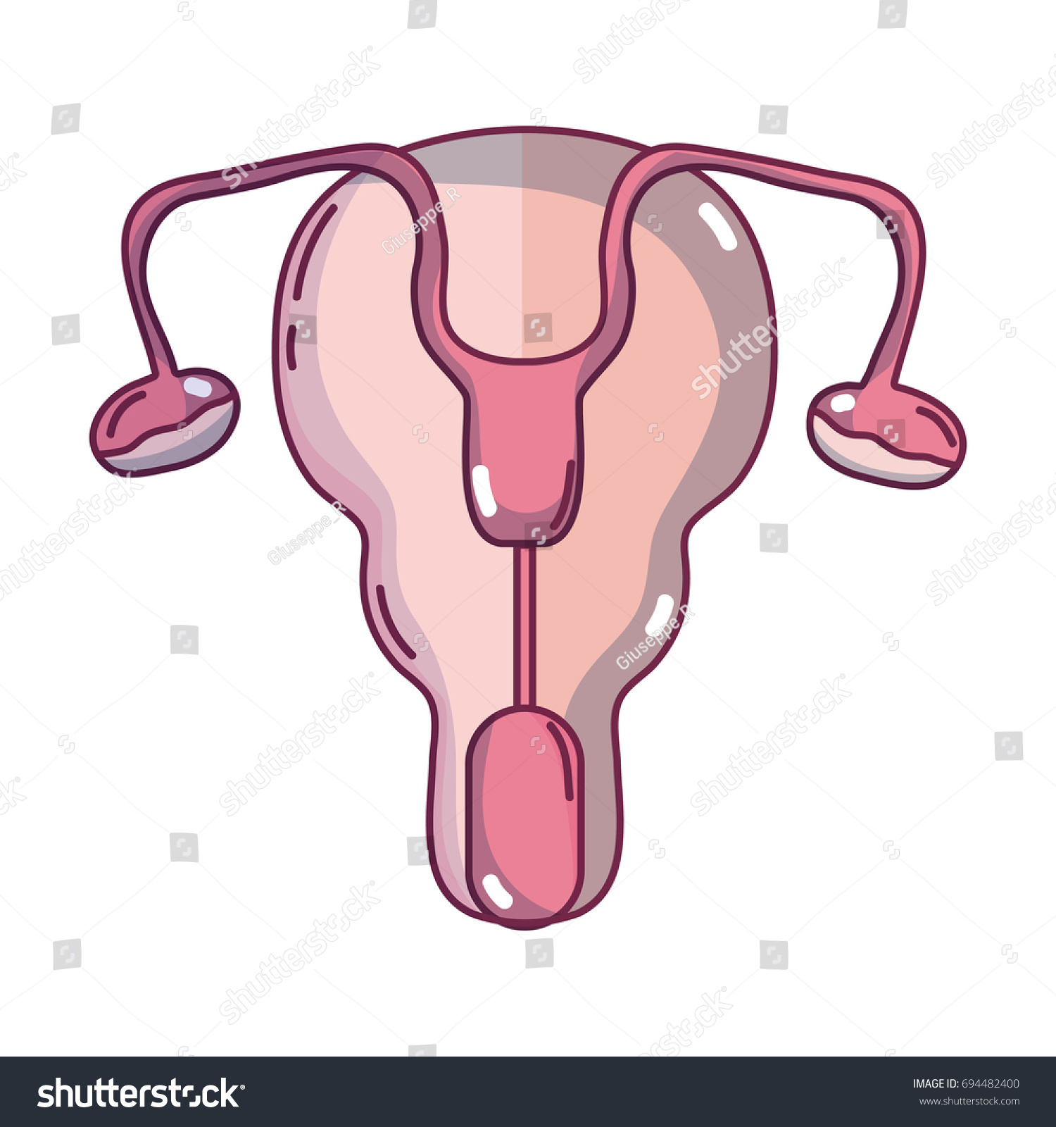 Fallopian Tubes And Uterus Women Organs Royalty Free Stock Vector