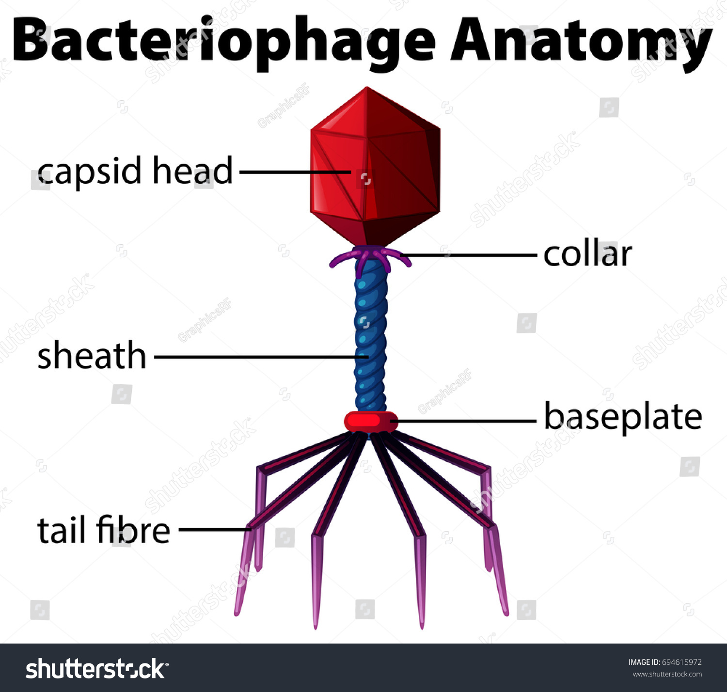 Diagram Showing Bacteriophage Anatomy Royalty Free Stock Vector