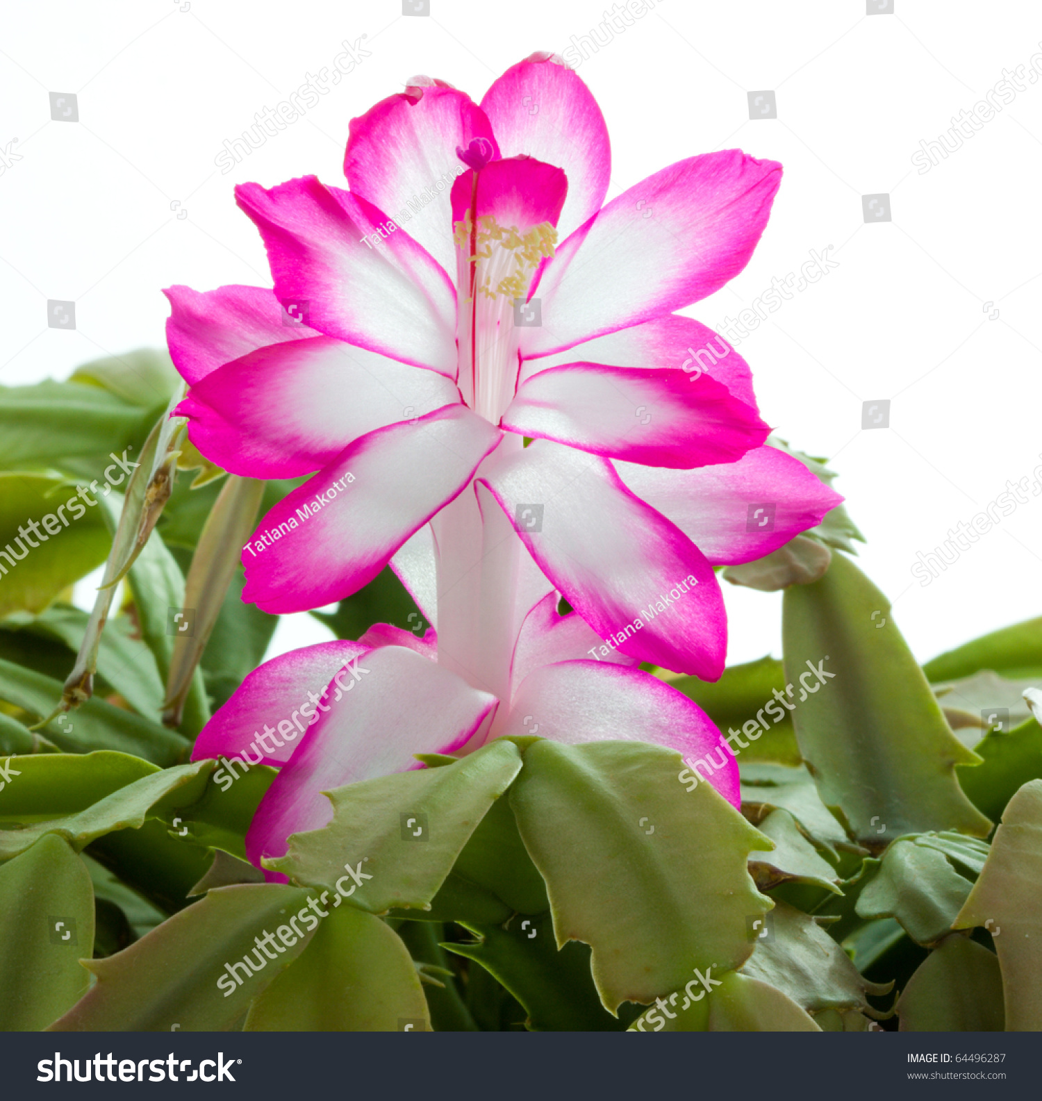 online image photo editor shutterstock editor christmas cactus online