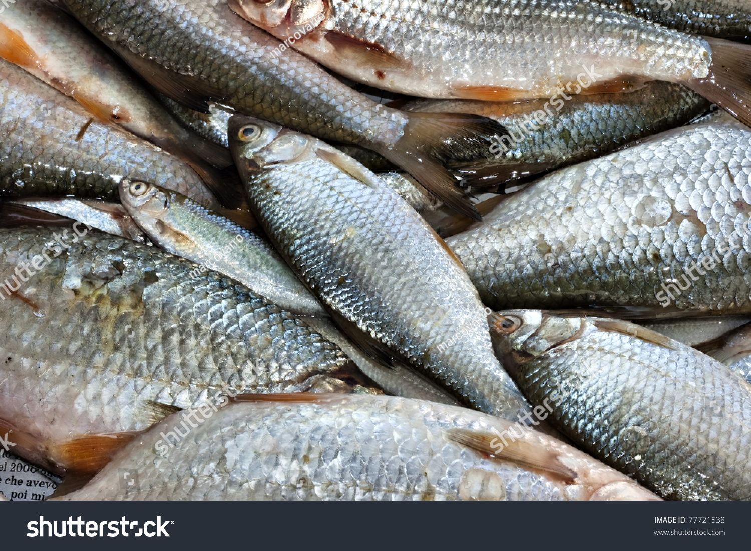 Background Full Of Small Edible Freshwater Fish Stock Photo 77721538