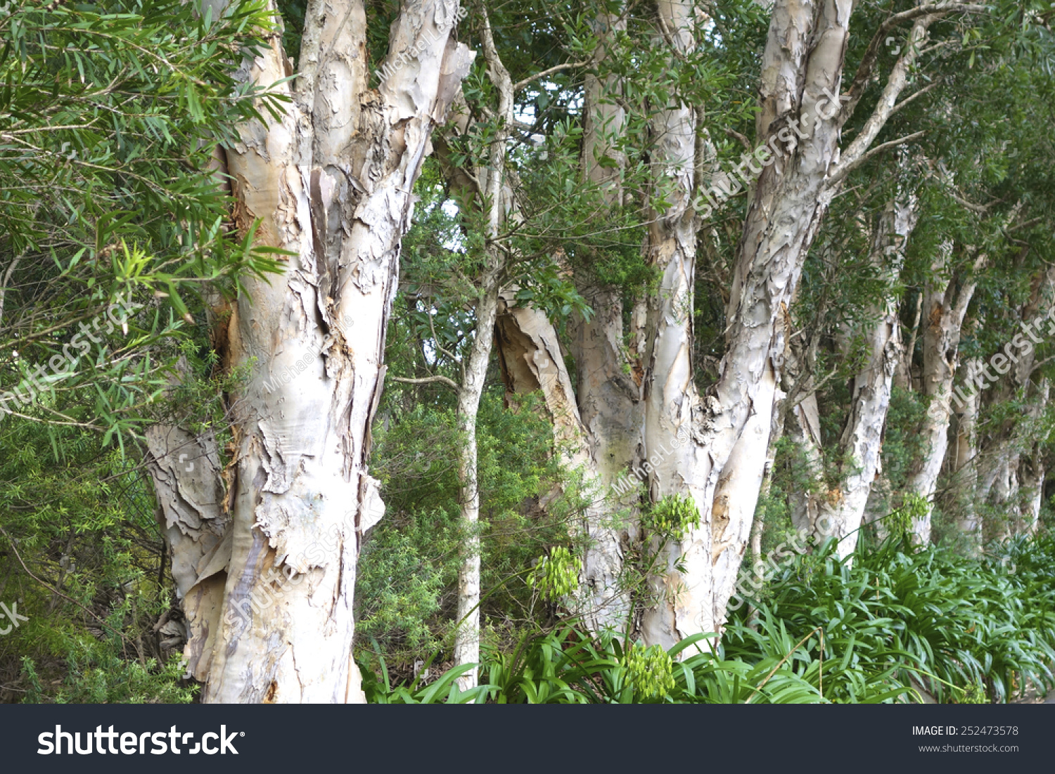 broadleaved-paperbark-melaleuca-quinquenervia-background-stock-photo