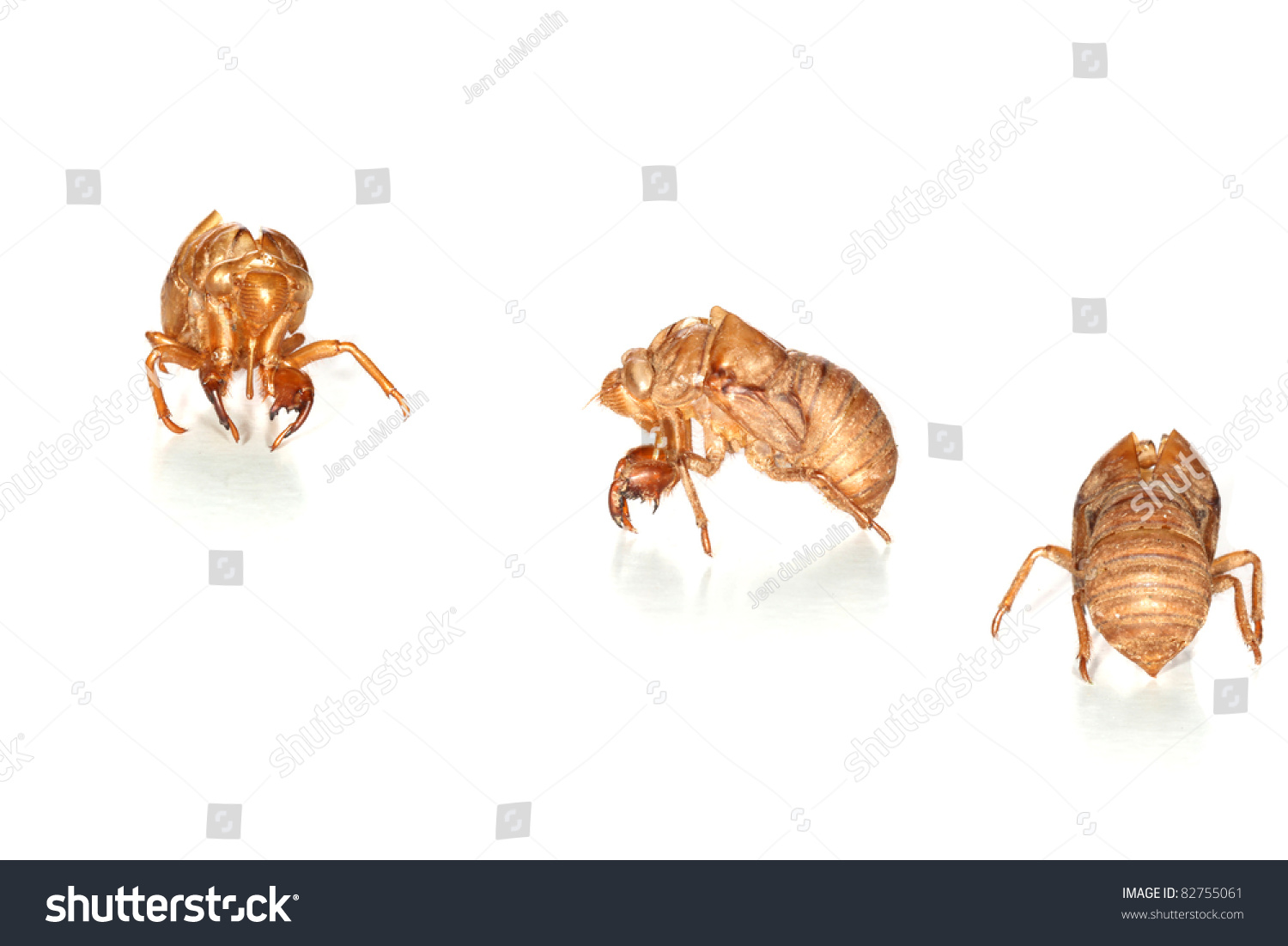 3 Cicada Shells Front, Side And Back Views Stock Photo ... - 1500 x 1101 jpeg 235kB