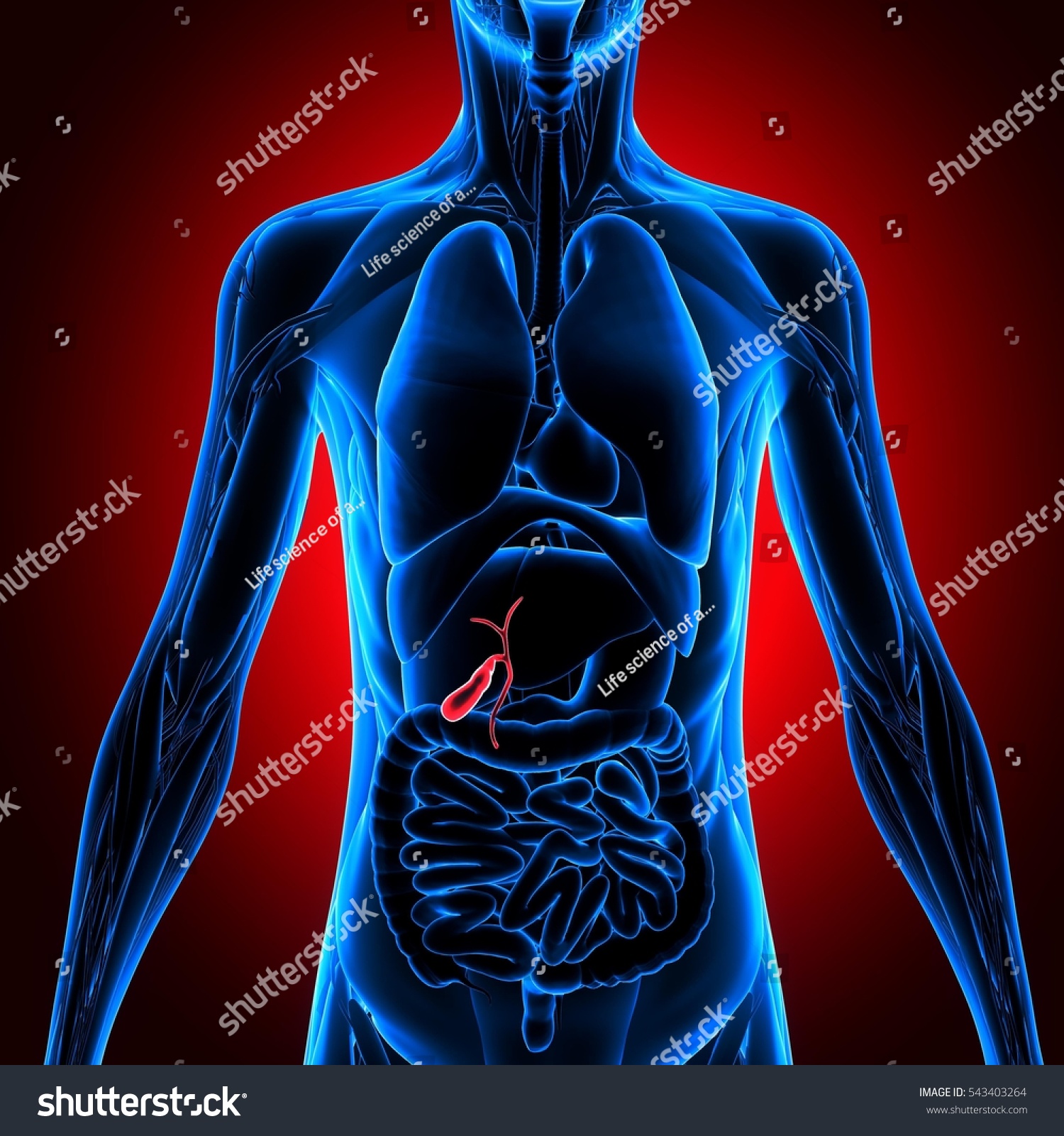 3d Illustration Human Body Organ - 543403264 : Shutterstock