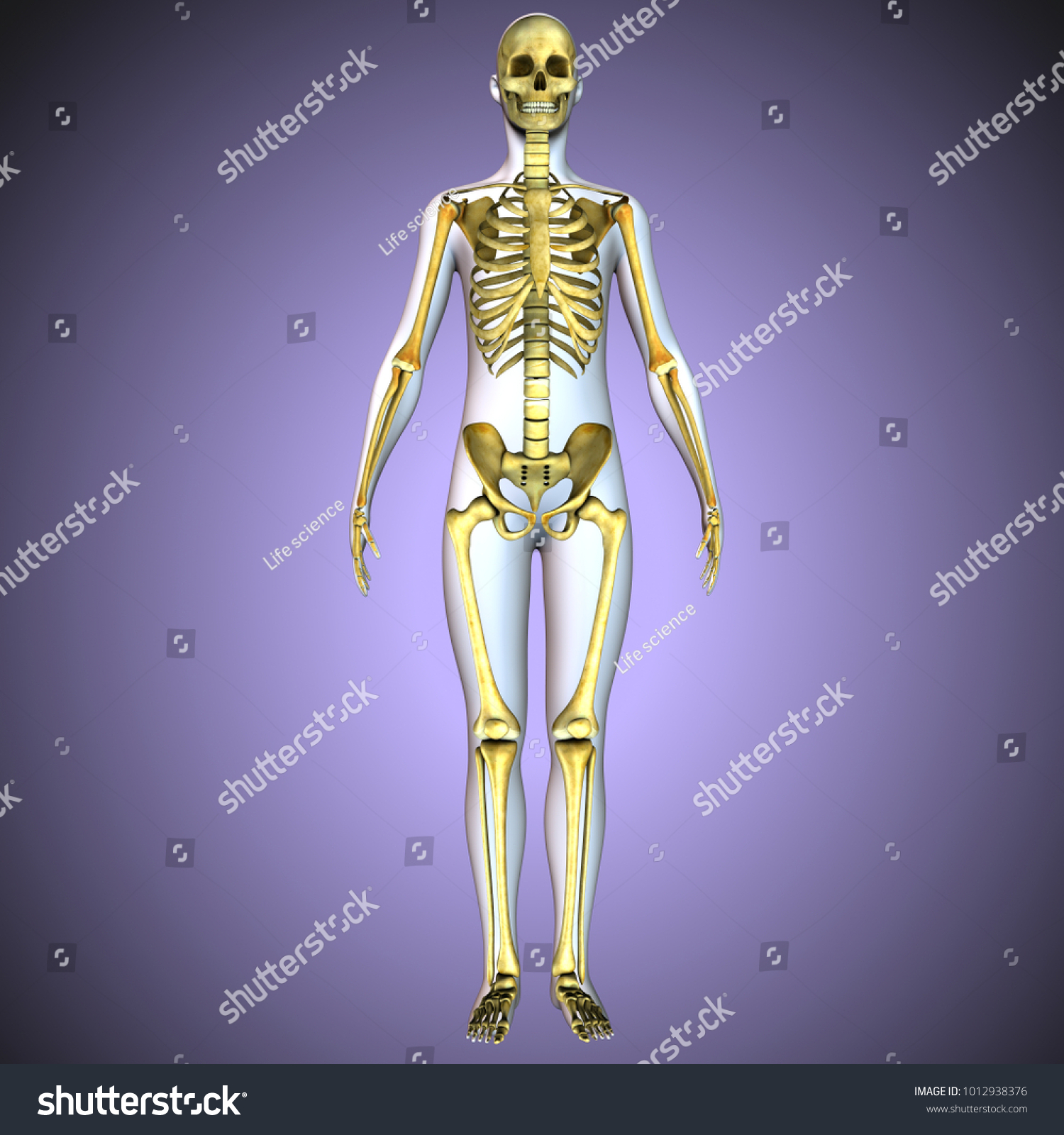 3d Illustration Human Body Skeleton Anatomy ilustración de stock