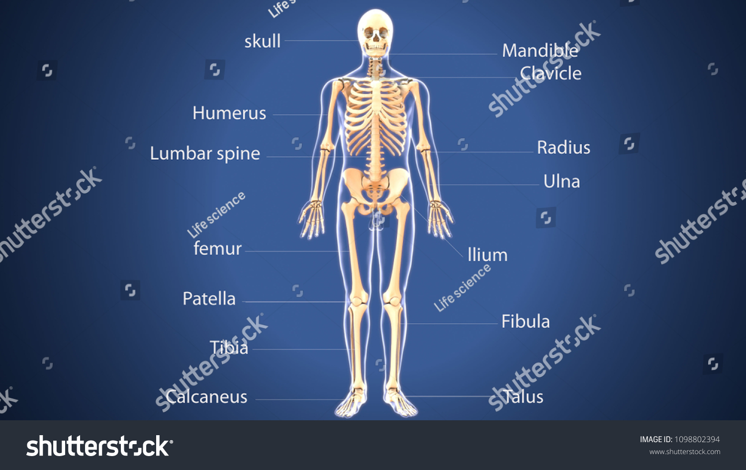 D Illustration Human Body Skeleton Anatomy Ilustra Es Stock