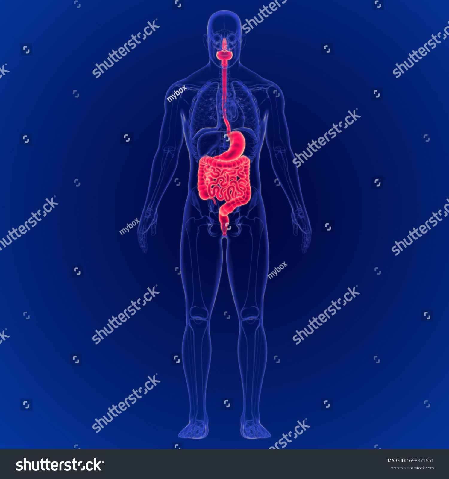 D Illustration Human Digestive System Anatomy