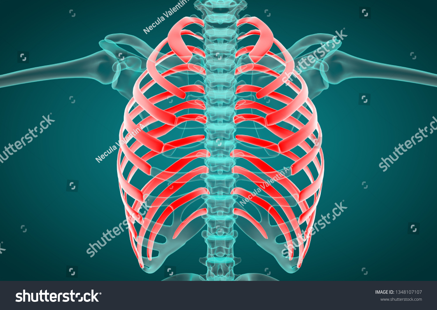 D Illustration Human Skeleton System Rib