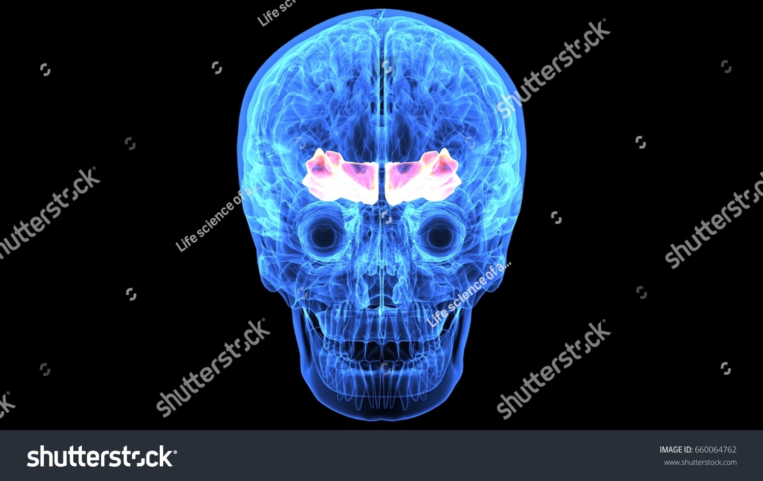 D Illustration Human Skull Brain Anatomy Shutterstock