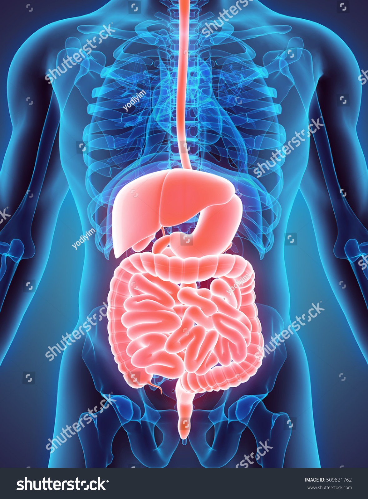 3d Illustration Of Male Digestive System, Human Anatomy. 509821762