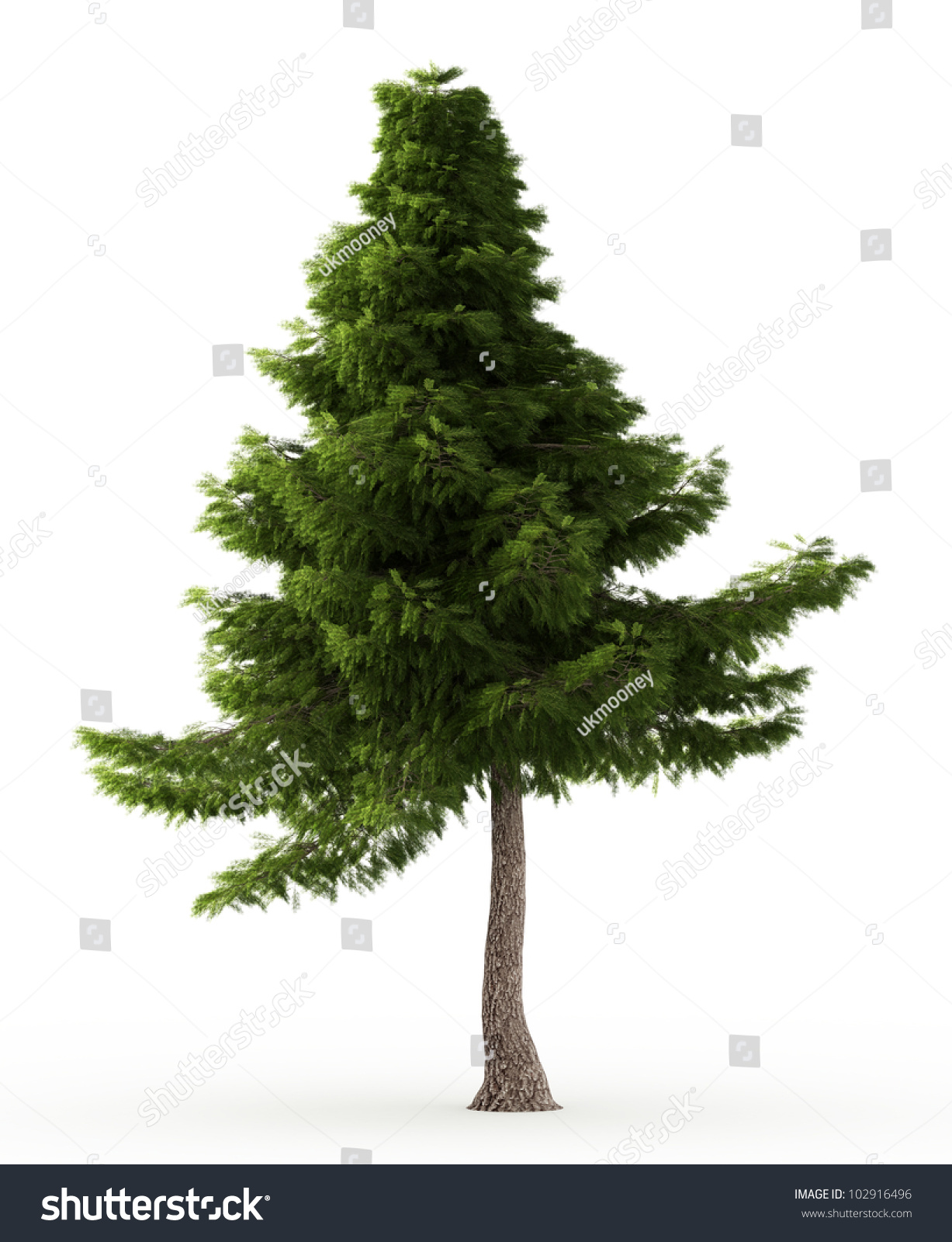 clipart cedar tree - photo #47